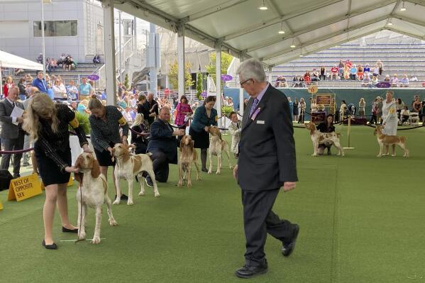 Westminster dog show shop new breeds